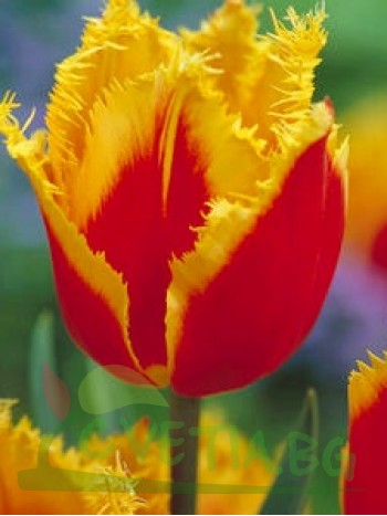  Лале  (Tulipa 'Palmares') PR921